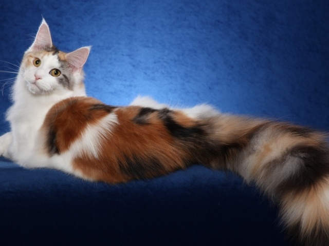 Bеликолепная кошка с роскошным хвостом