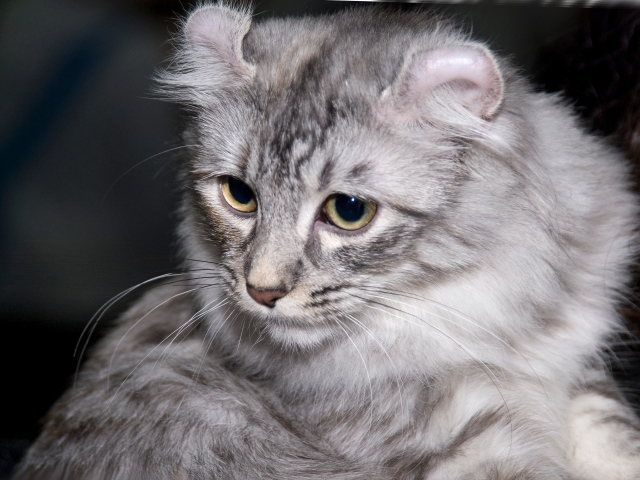 Серый американский керл