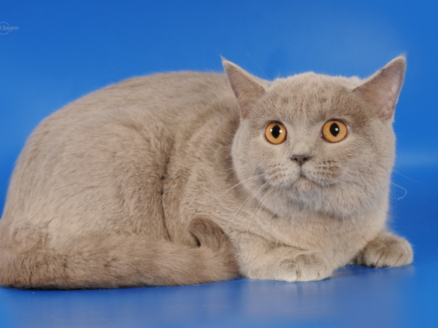 Серая шотландская кошка