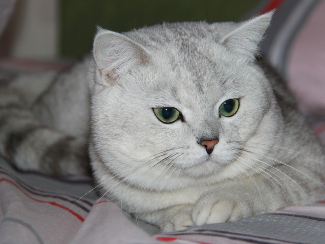 Зеленоглазая британская короткошерстная кошка