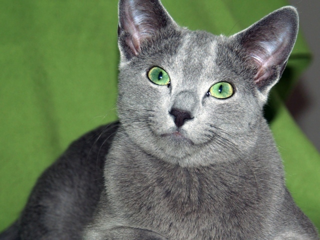 Зеленоглазая русская голубая кошка