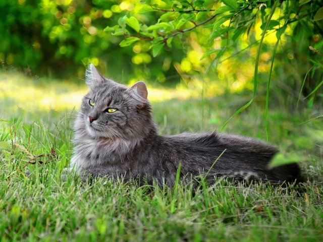 Серый кот лежит в траве