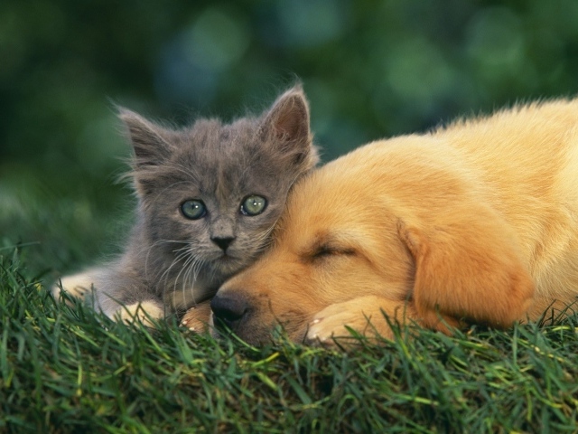Серый котенок с собакой