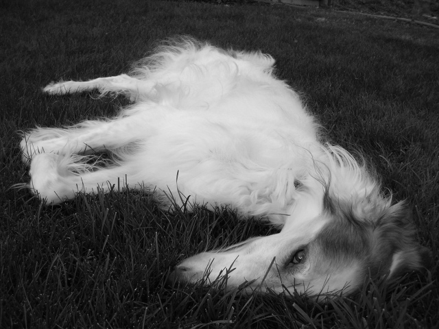 Борзая отдыхает в траве
