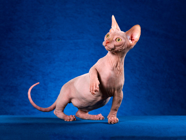 Безшерстный кот минскин