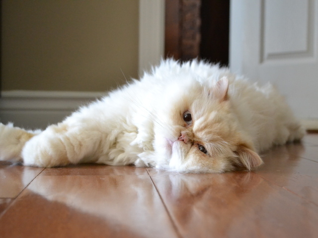 Гималайская кошка лежит на полу