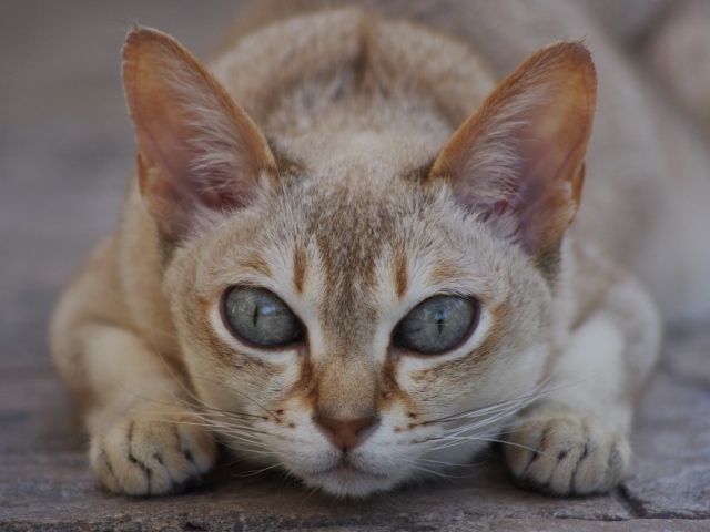 Охотник сингапурская кошка
