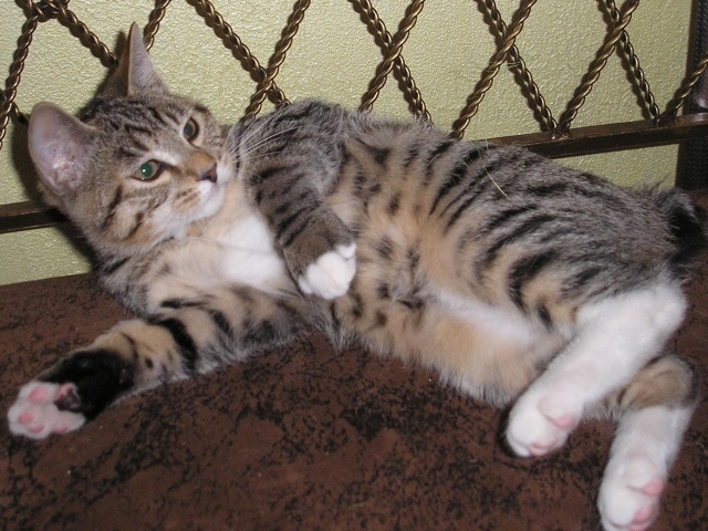 Японский бобтейл лежит