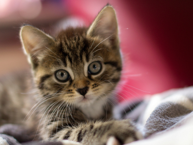 Просто серый котенок