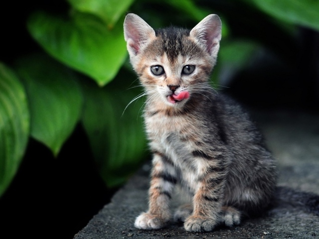 Котенок европейской короткошерстной кошки