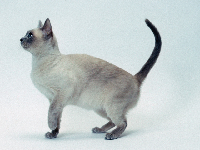 Котенок тонкинской кошки