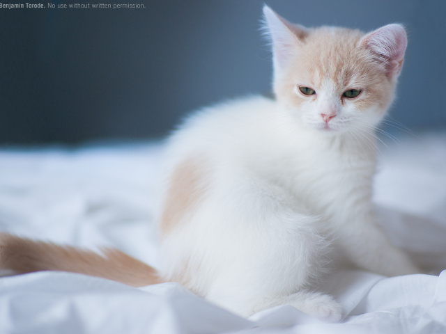 Котенок на белой постели