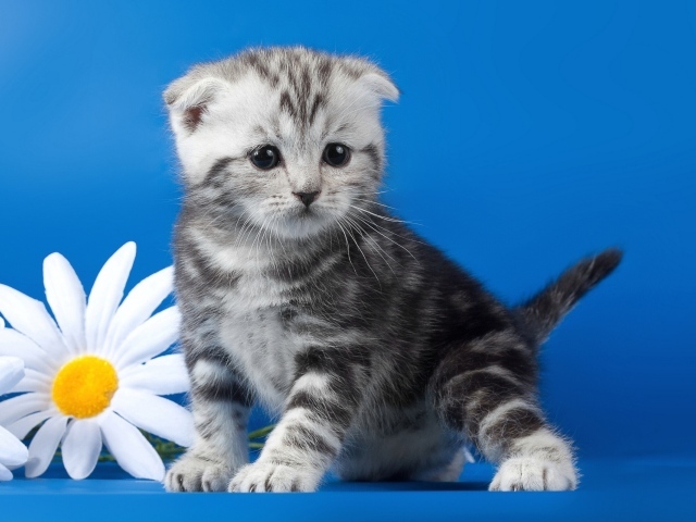 Котенок с ромашками