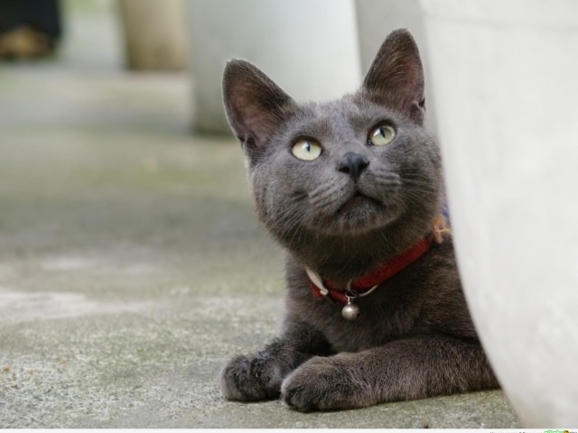 Кот корат смотрит вверх