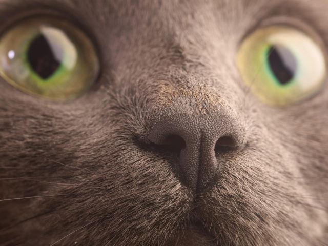 Мордочка кота корат