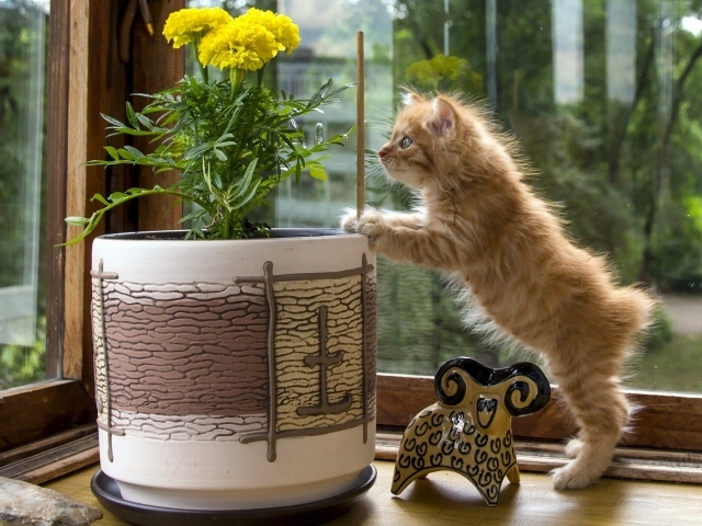 Котенок курильского бобтейла проверяет цветок