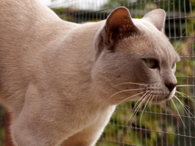 Светлая бурманская кошка