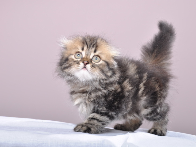 Маленький котенок британской длинношерстной кошки