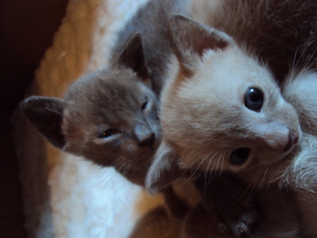 Маленькие котята тонкинской кошки