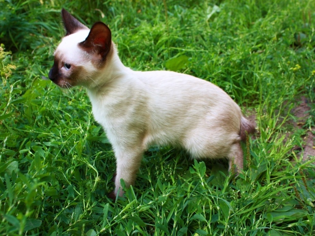 Маленький меконгский бобтейл на траве