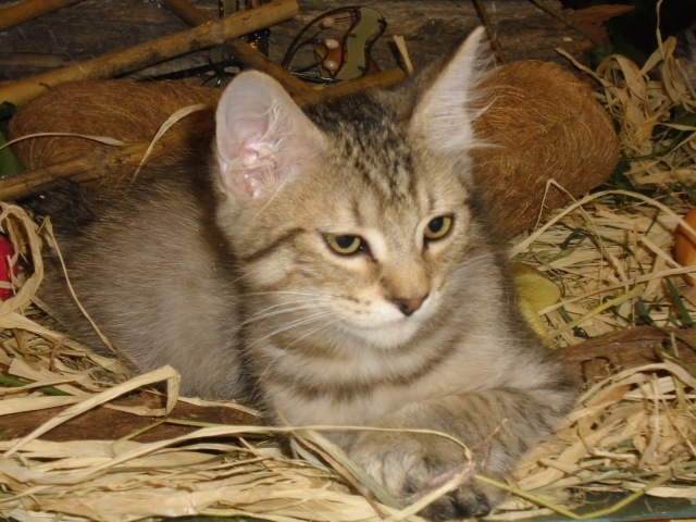 Маленький котенок пиксибоб