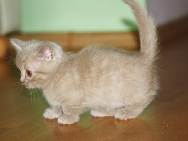Маленький котенок манчкин