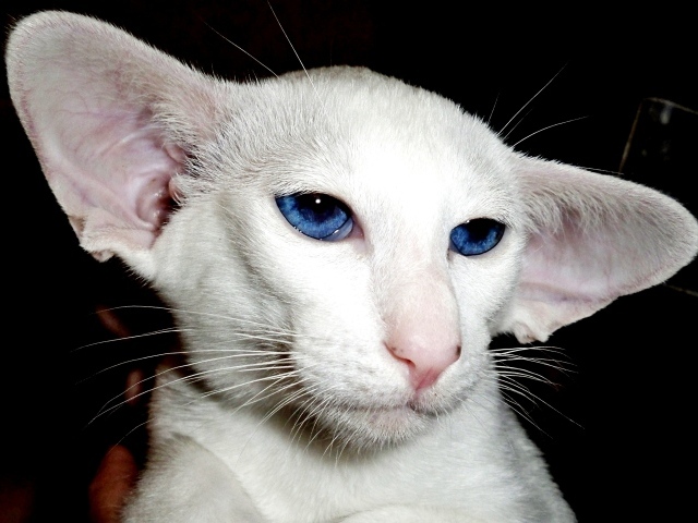 Лопоухий форин вайт