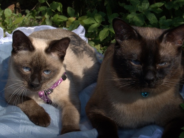 Коты породы меконгский бобтейл