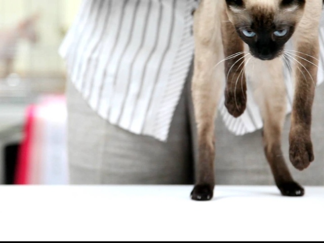 Меконгский бобтейл стоит на задних лапах