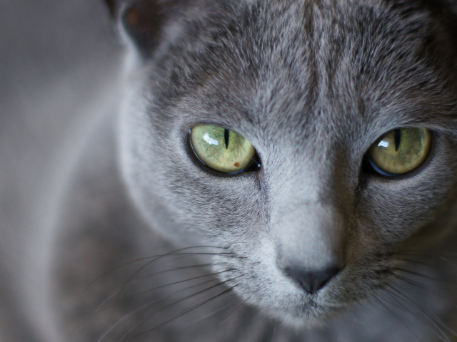 Мордочка русской голубой кошки