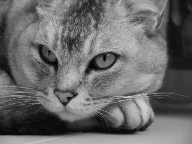 Морда кота бурмилла