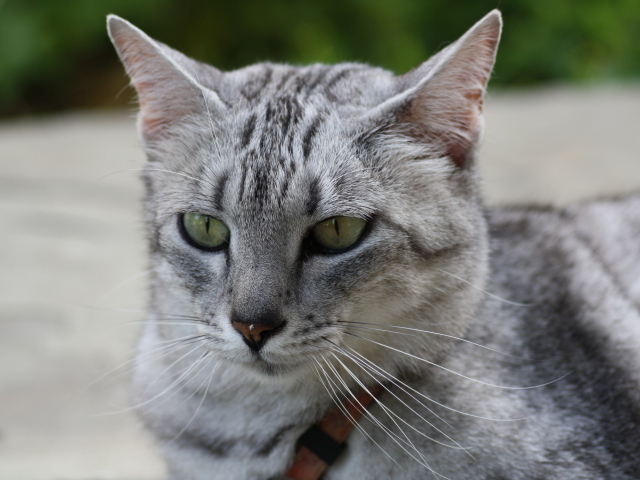 Мордочка кота египетская мау