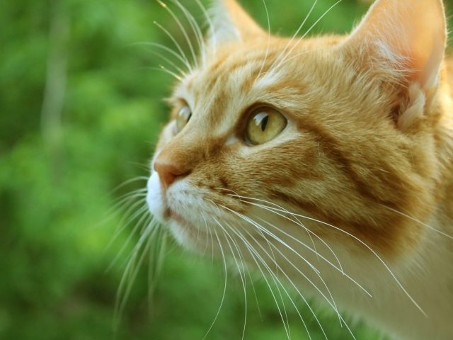 Морда рыжего кота