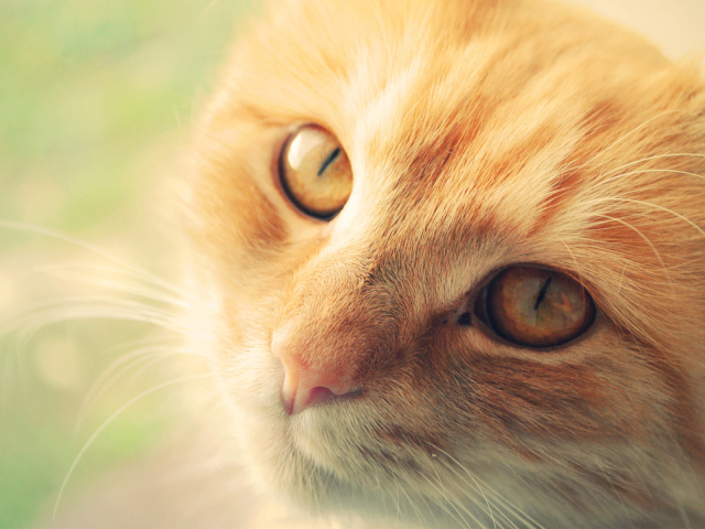 Морда рыжего кота