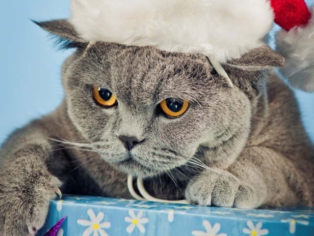 Новогодняя британская короткошерстная кошка