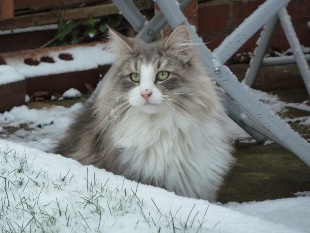 Норвежская лесная кошка зимой