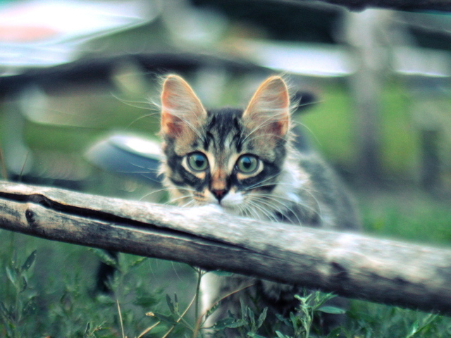 Котенок норвежской лесной кошки