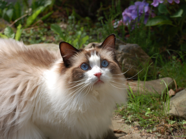 Голубоглазая кошка рэгдолл