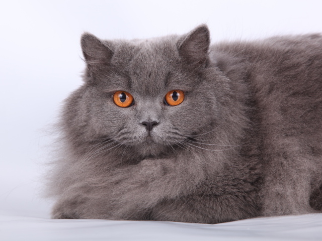Оранжевые глаза британской длинношерстной кошки
