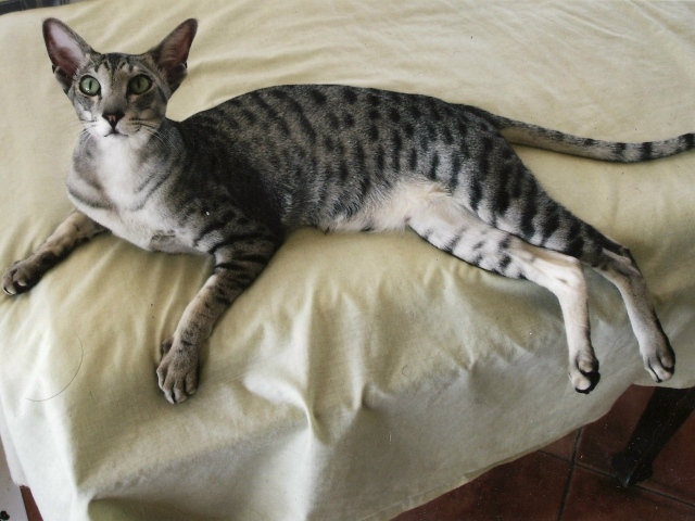 Ориентальная короткошерстная кошка на кровати