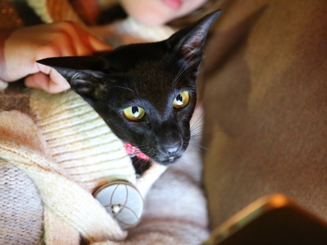 Ориентальная короткошерстная кошка в свитере