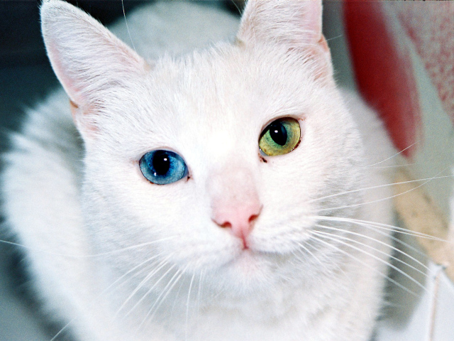 Разные глаза кота турецкая ангора