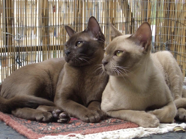 Пара бурманских кошек