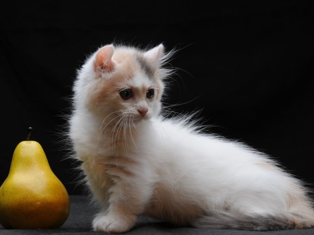 Груша и котенок манчкин