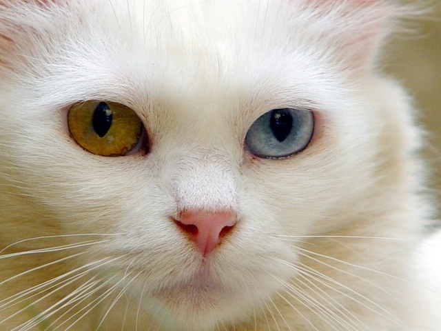 Розовый нос кота турецкая ангора