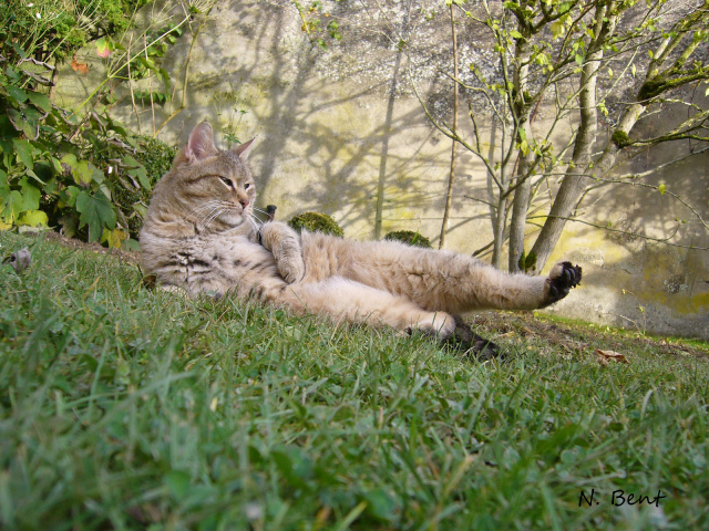 Пиксибоб гуляет на улице