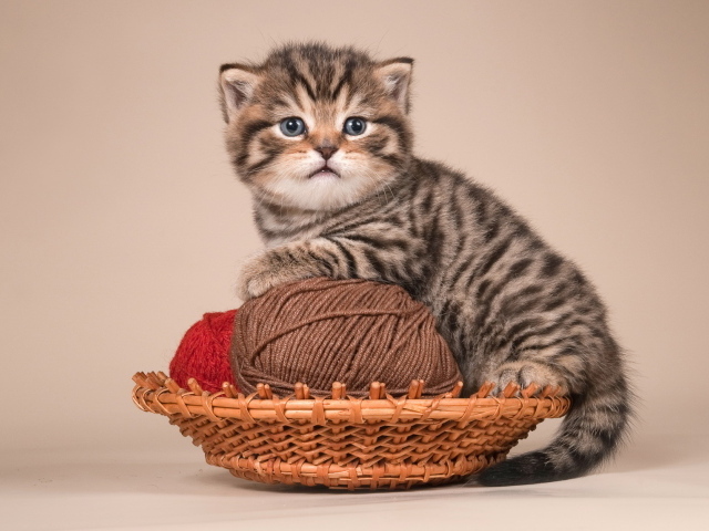 Игривый котенок британской короткошерстной кошки