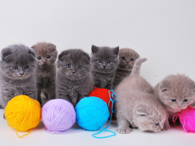 Игривые котята шотландской кошки