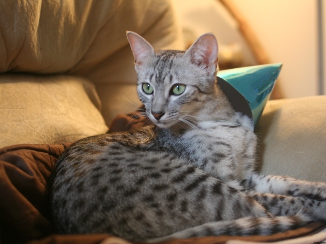 Гордая египетская мау