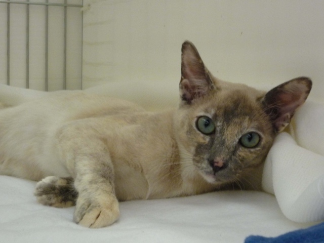 Гордая тонкинская кошка